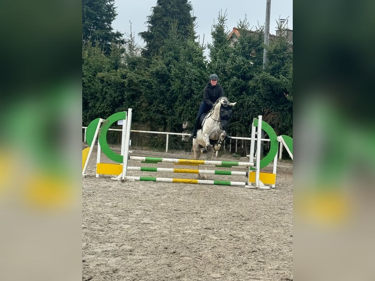 Mecklenburg Castrone 14 Anni 165 cm Grigio in Sassen-Trantow