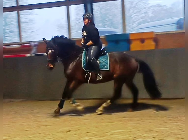 Mecklenburg Castrone 14 Anni 172 cm Baio in Franzburg