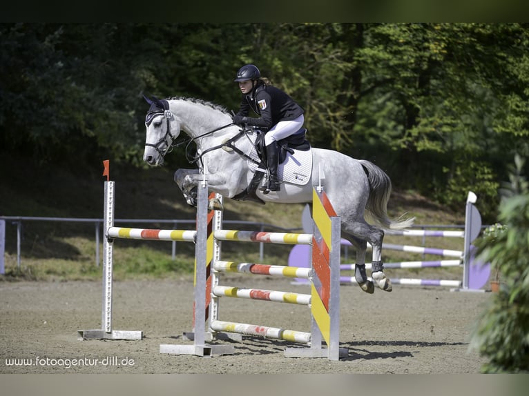 Mecklenburg Castrone 16 Anni 165 cm Grigio pezzato in Regen