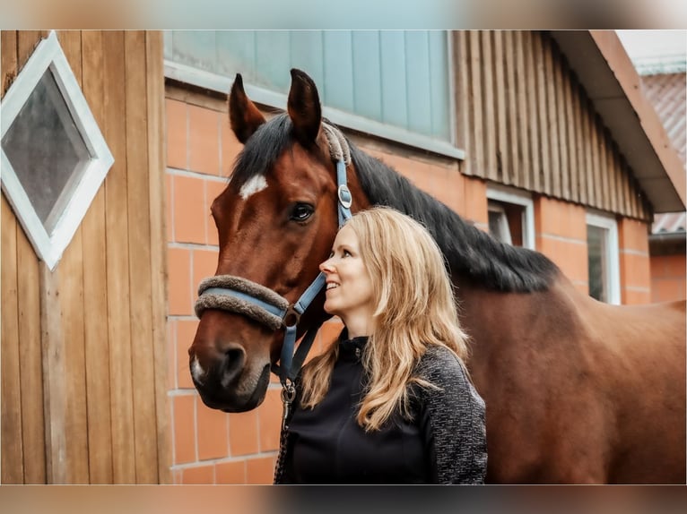 Mecklenburg Castrone 16 Anni 173 cm Baio in Hetlingen