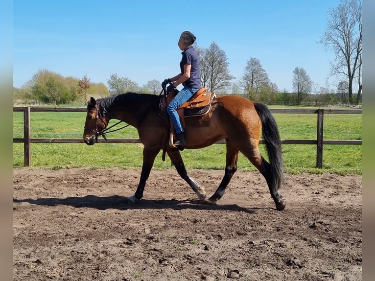 Mecklenburg Castrone 17 Anni 165 cm Baio in Nienburg (Weser) Holtorf
