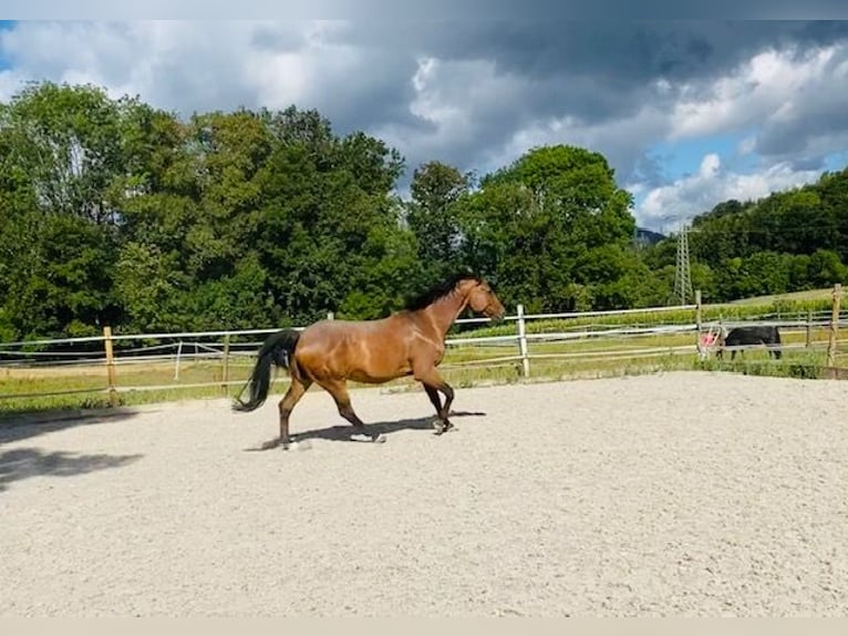 Mecklenburg Castrone 17 Anni 172 cm Baio in Waldshut-Tiengen