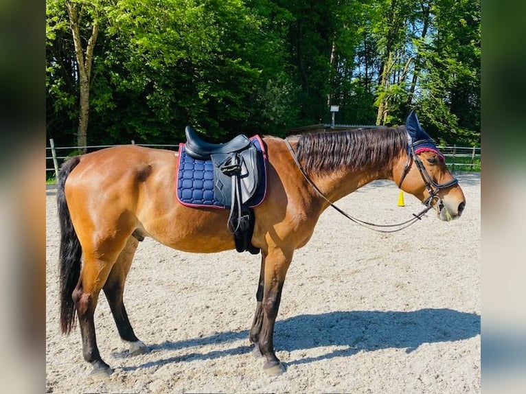 Mecklenburg Castrone 17 Anni 172 cm Baio in Waldshut-Tiengen