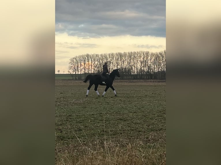 Mecklenburg Castrone 18 Anni 165 cm Baio in Bützow