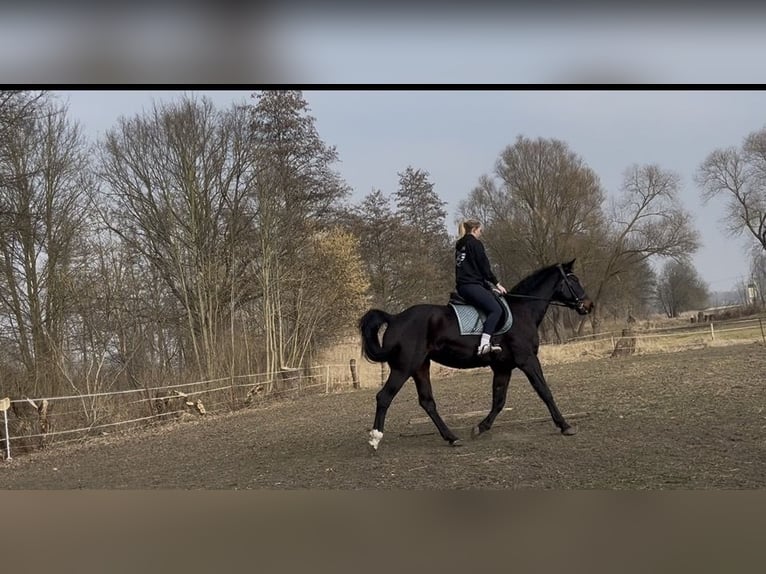 Mecklenburg Castrone 18 Anni 165 cm Baio in Bützow