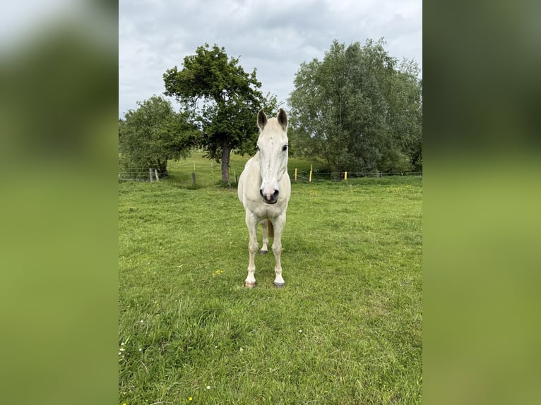Mecklenburg Castrone 20 Anni 164 cm Grigio in Sirksfelde
