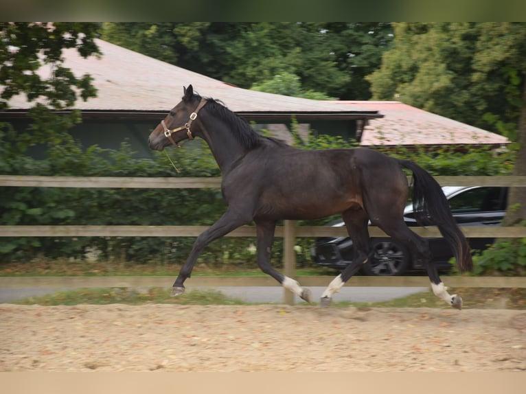 Mecklenburg Castrone 3 Anni 167 cm Baio nero in Wardow
