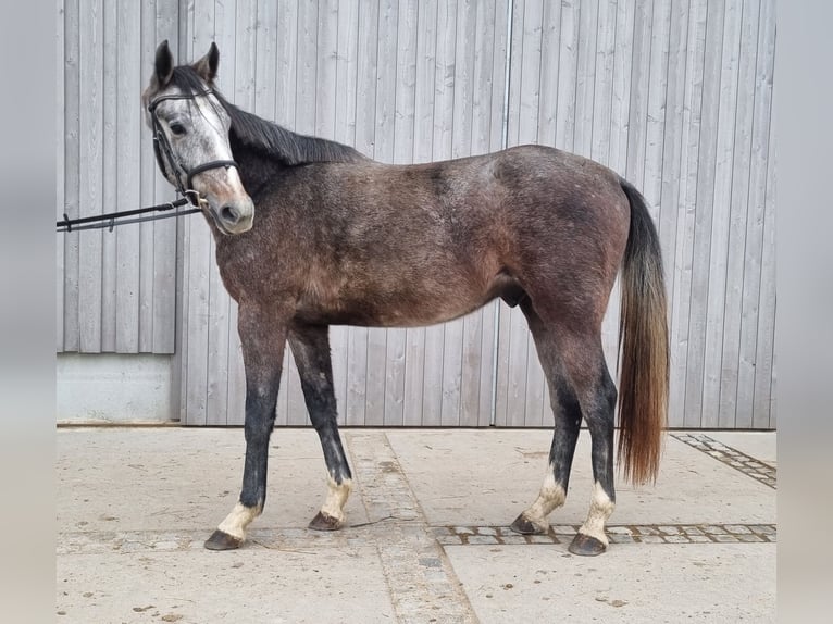 Mecklenburg Castrone 3 Anni 168 cm Grigio in Neupotz