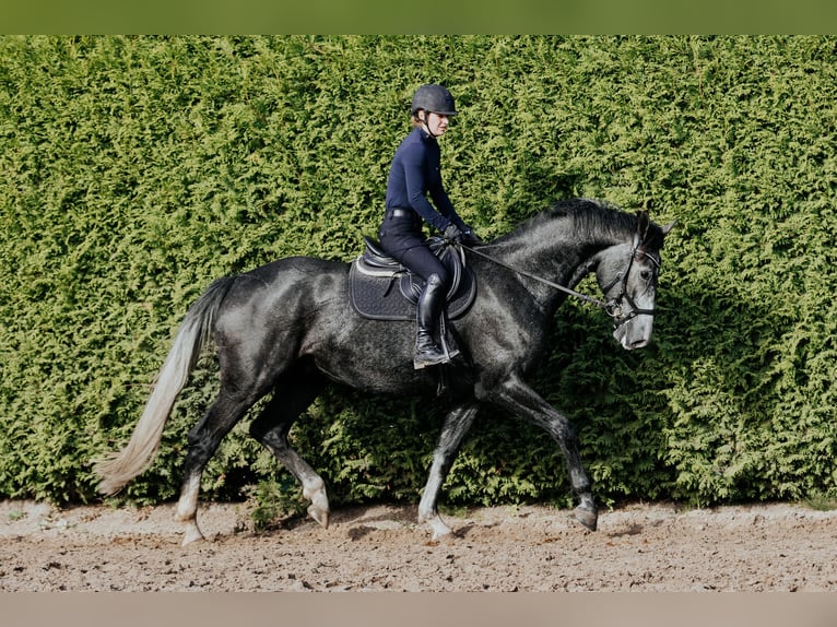 Mecklenburg Castrone 3 Anni 169 cm Grigio pezzato in Oberkrämer