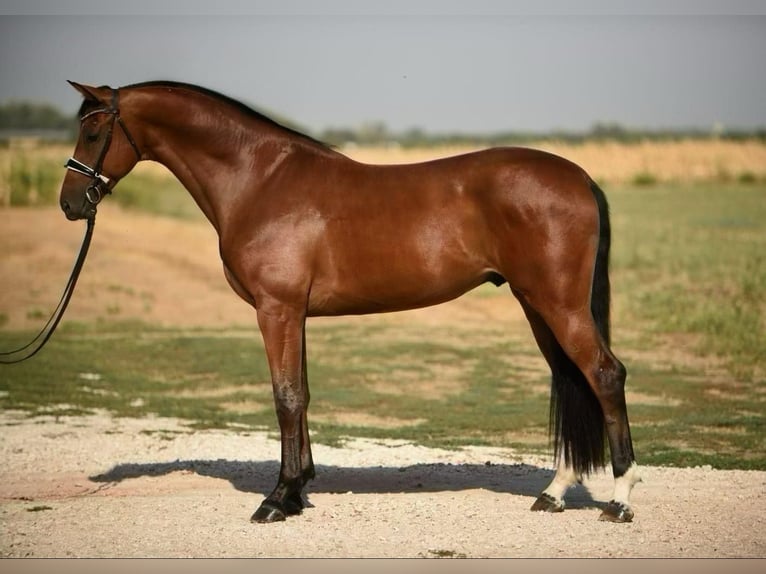 Mecklenburg Castrone 3 Anni 170 cm Baio in Cegléd