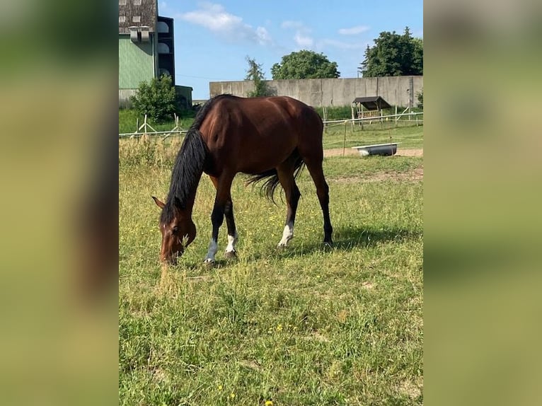 Mecklenburg Castrone 3 Anni 173 cm Baio in Neukalen