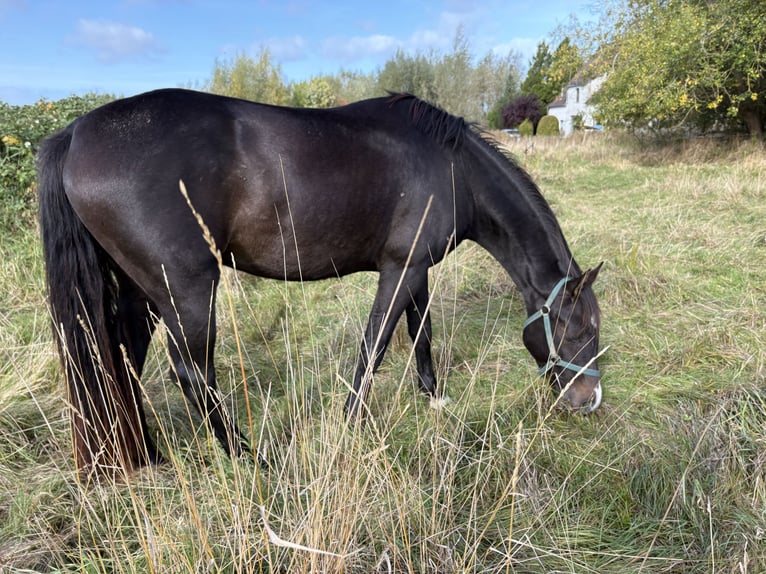 Mecklenburg Castrone 3 Anni Baio nero in Hohenkirchen / OT Manderow