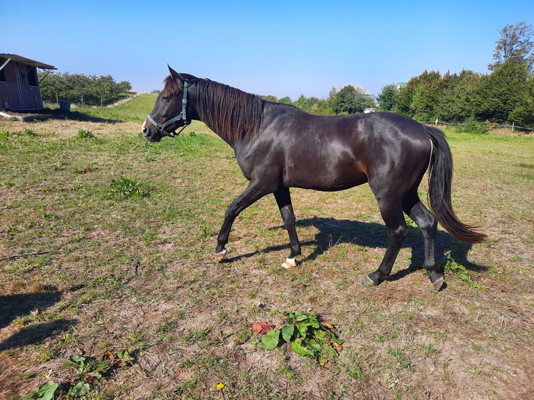 Mecklenburg Castrone 3 Anni Baio nero in Hohenkirchen / OT Manderow