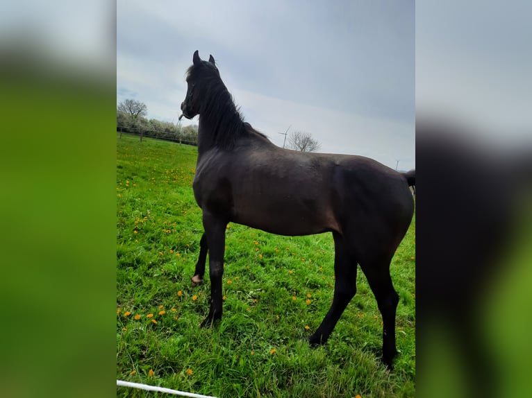 Mecklenburg Castrone 3 Anni Baio nero in Hohenkirchen / OT Manderow