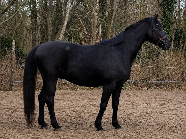 Mecklenburg Castrone 4 Anni 165 cm Baio nero in Lentschow