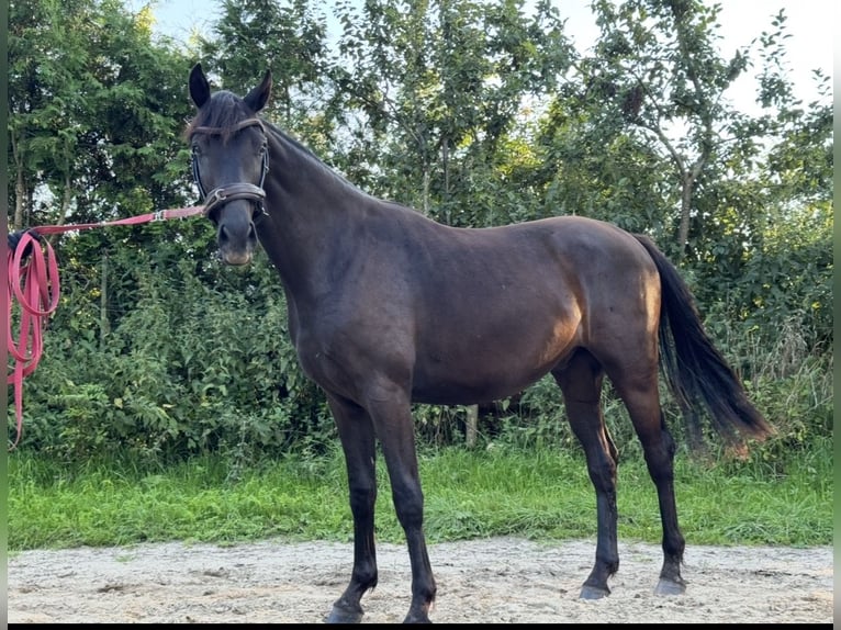 Mecklenburg Castrone 4 Anni 165 cm Baio nero in Lentschow