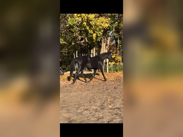 Mecklenburg Castrone 4 Anni 165 cm Baio nero in Lentschow