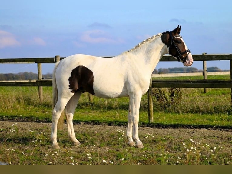 Mecklenburg Castrone 4 Anni 165 cm Pezzato in Suhlendorf