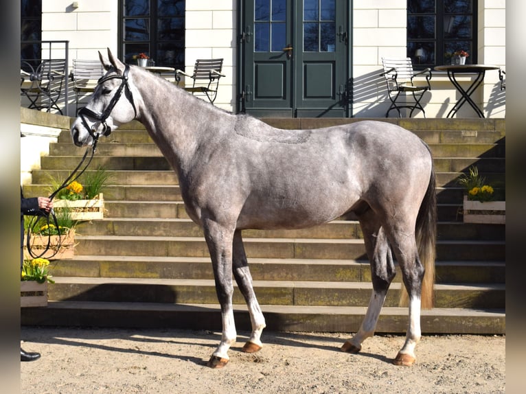 Mecklenburg Castrone 4 Anni 167 cm Grigio in REDEFIN