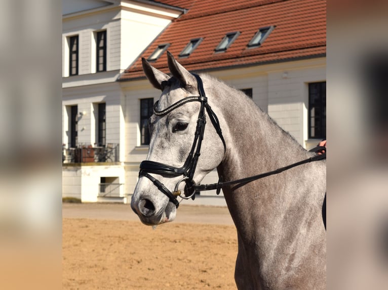 Mecklenburg Castrone 4 Anni 167 cm Grigio in REDEFIN