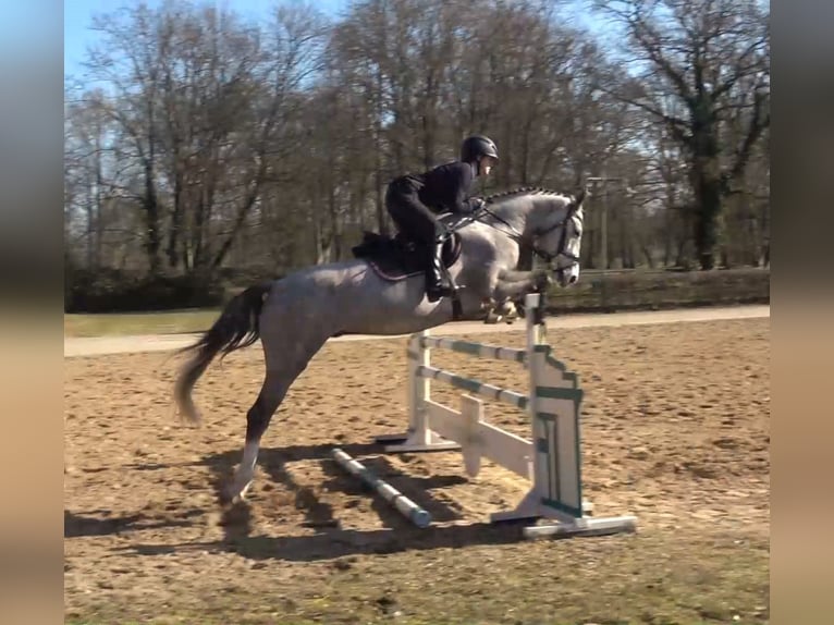 Mecklenburg Castrone 4 Anni 167 cm Grigio in REDEFIN