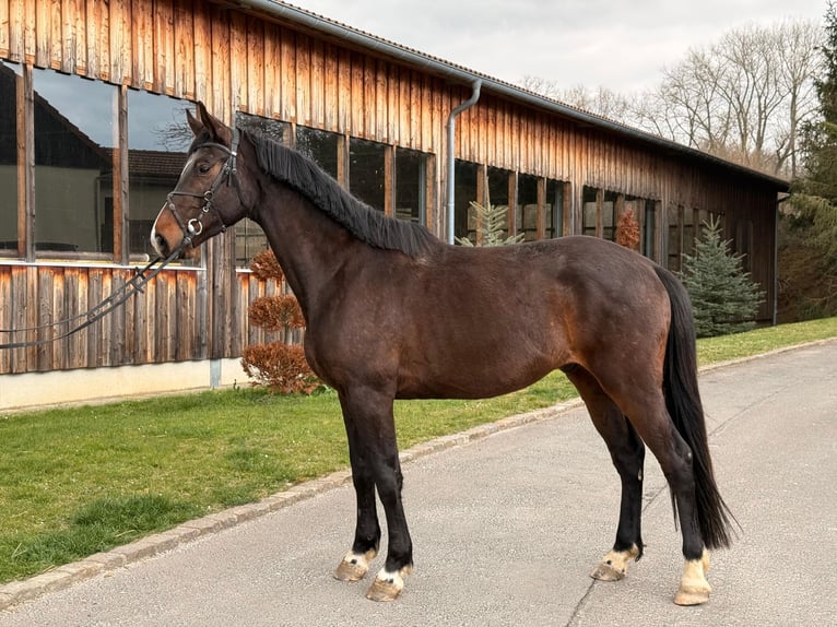 Mecklenburg Castrone 4 Anni 170 cm Baio scuro in Döbeln
