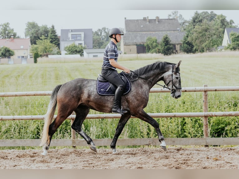 Mecklenburg Castrone 4 Anni 172 cm Grigio pezzato in Oberkrämer