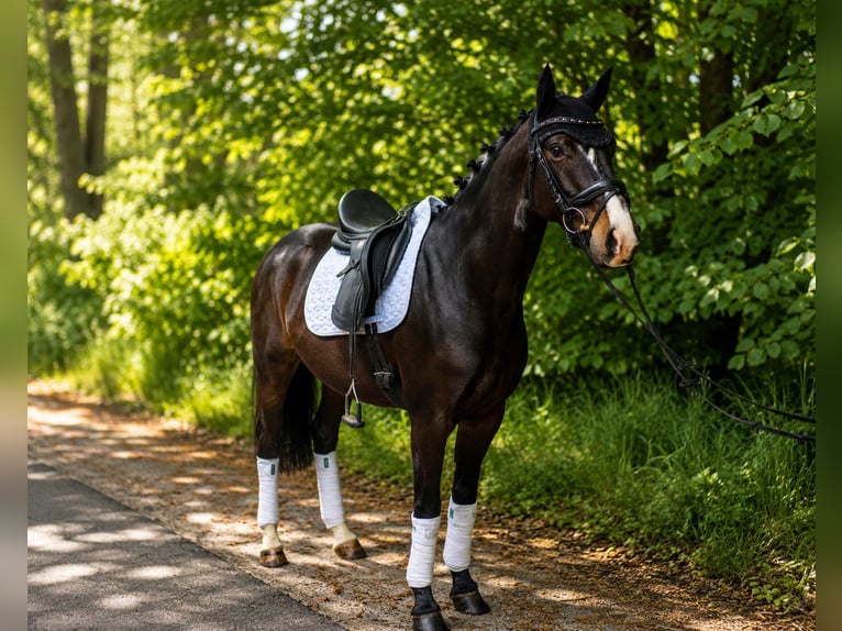Mecklenburg Castrone 5 Anni 158 cm Morello in Grünental