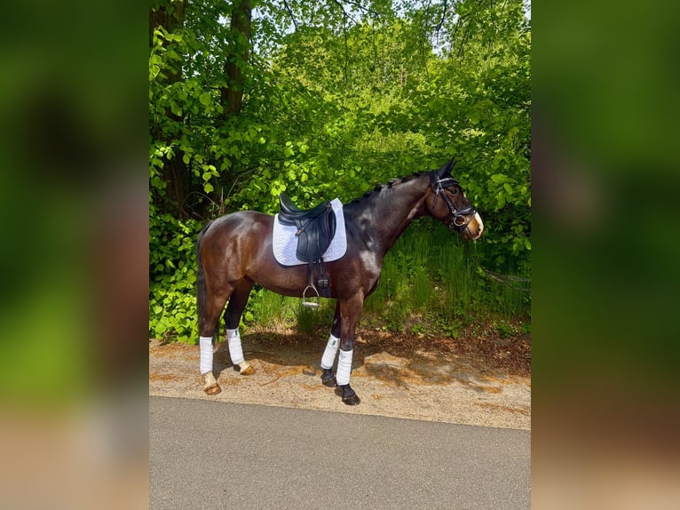 Mecklenburg Castrone 5 Anni 160 cm Morello in Albersdorf