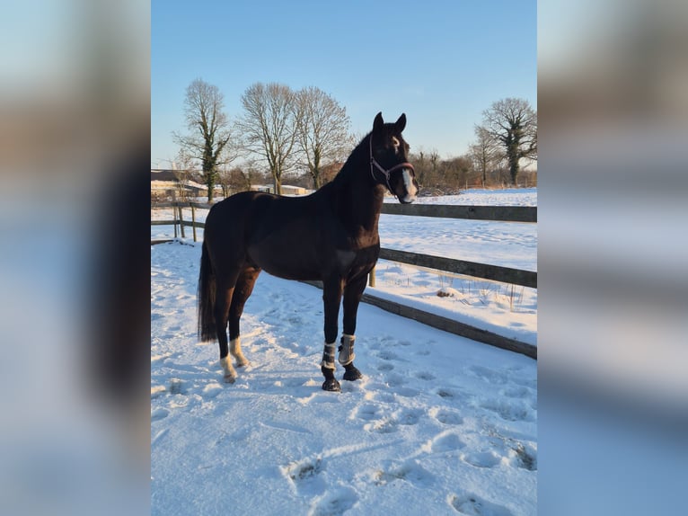 Mecklenburg Castrone 5 Anni 160 cm Morello in Albersdorf