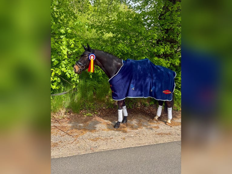 Mecklenburg Castrone 5 Anni 160 cm Morello in Albersdorf