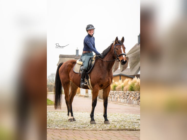 Mecklenburg Castrone 5 Anni 164 cm Baio in Boiensdorf