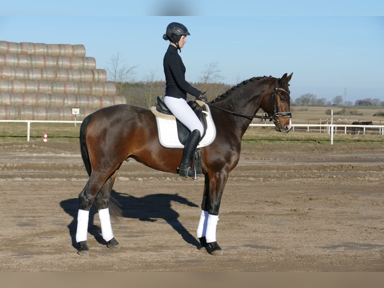 Mecklenburg Castrone 5 Anni 164 cm Baio scuro in Ganschow