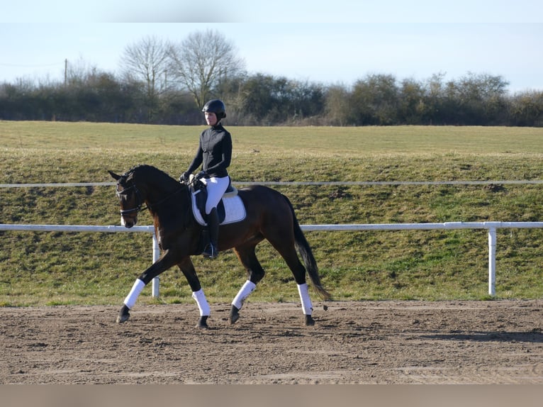Mecklenburg Castrone 5 Anni 164 cm Baio scuro in Ganschow