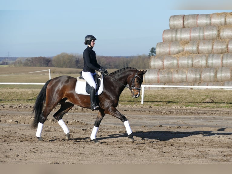 Mecklenburg Castrone 5 Anni 164 cm Baio scuro in Ganschow