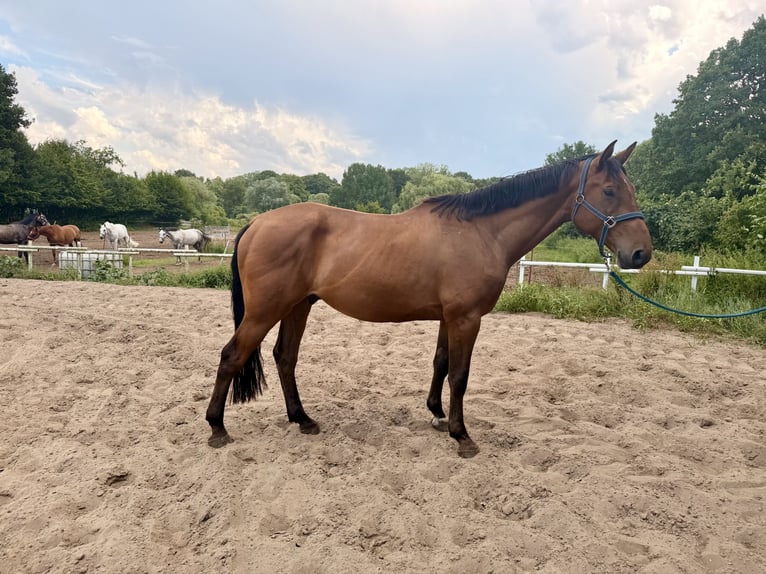 Mecklenburg Castrone 5 Anni 167 cm Baio scuro in Palingen
