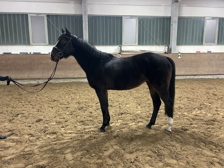 Mecklenburg Castrone 5 Anni 170 cm Baio scuro in Redefin