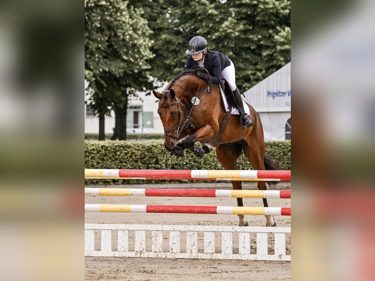 Mecklenburg Castrone 5 Anni 176 cm Baio in Norderstedt