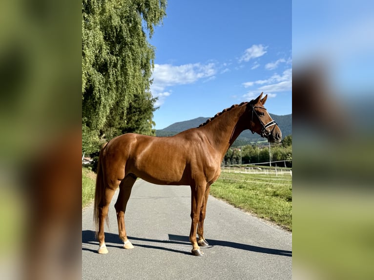 Mecklenburg Castrone 5 Anni 177 cm Sauro in Bad K&#xF6;tzting