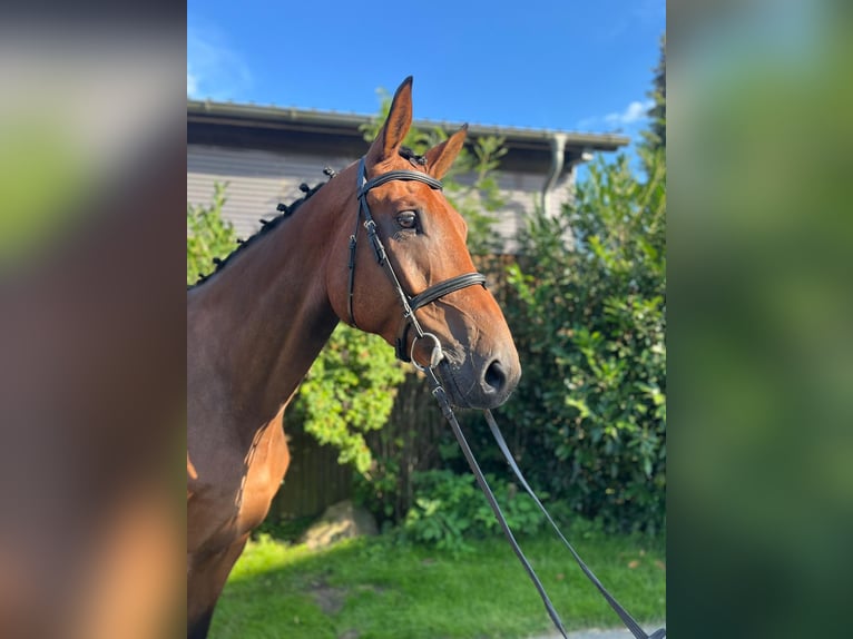 Mecklenburg Castrone 5 Anni 180 cm Baio in Lüdersdorf