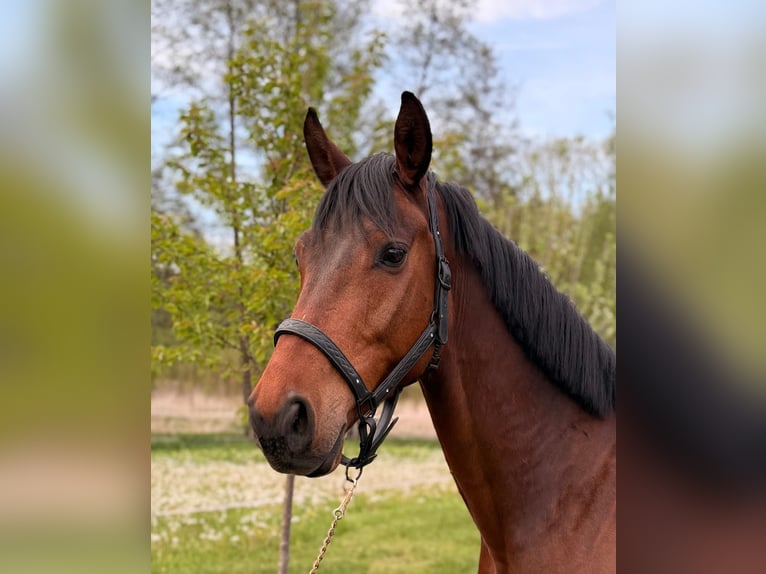 Mecklenburg Castrone 6 Anni 165 cm Baio in Döbeln