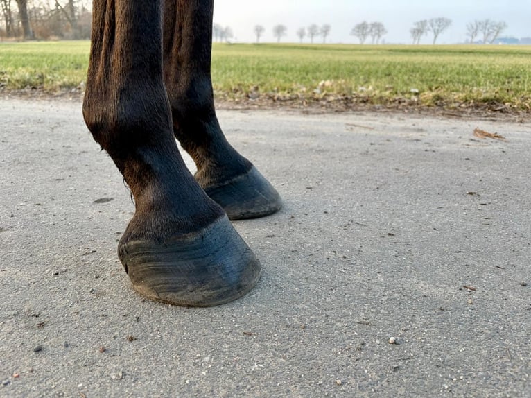 Mecklenburg Castrone 6 Anni 165 cm Baio in Trent