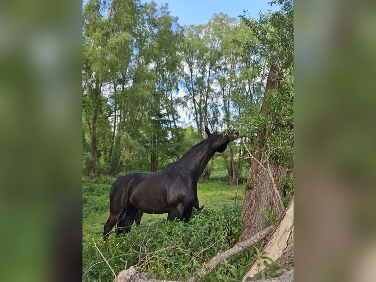 Mecklenburg Castrone 6 Anni 166 cm Baio scuro in Samtens