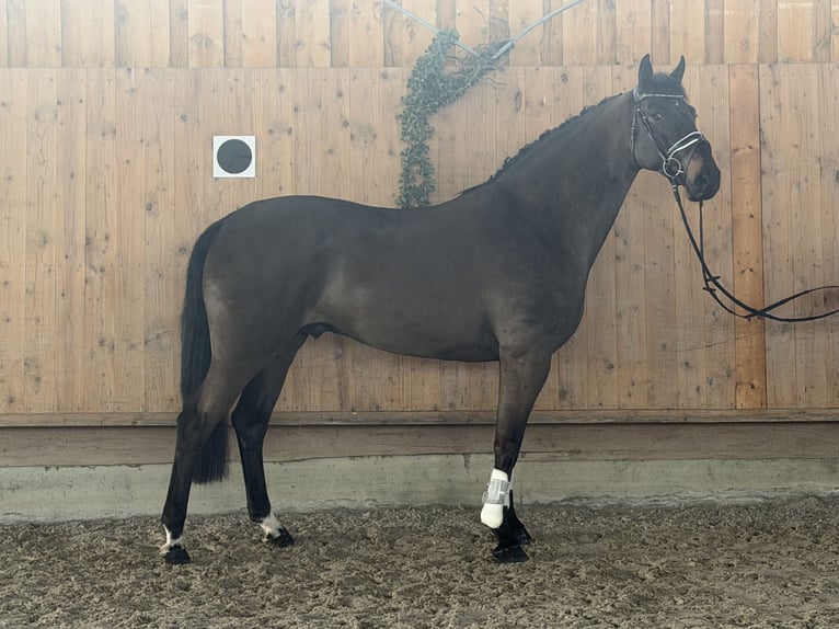 Mecklenburg Castrone 6 Anni 167 cm Baio scuro in Riedlingen