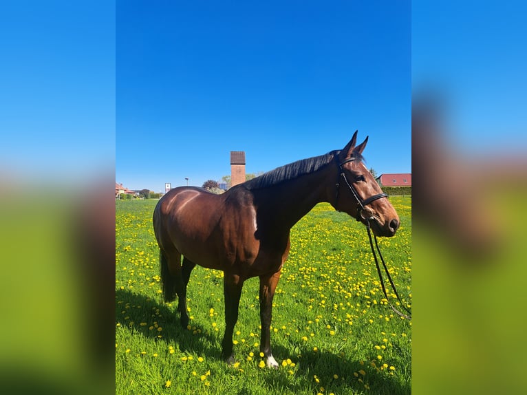 Mecklenburg Castrone 6 Anni 168 cm Baio in Bützow