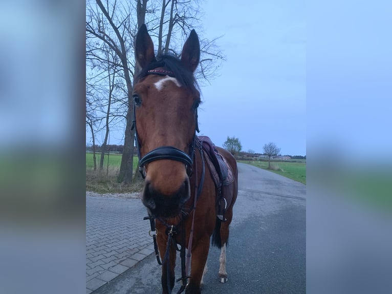 Mecklenburg Castrone 6 Anni 170 cm in Veitsbronn