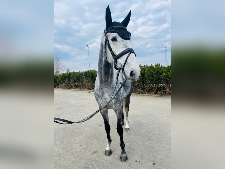 Mecklenburg Castrone 6 Anni 174 cm Grigio in Sauldorf-Boll