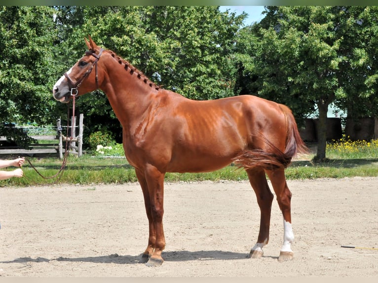 Mecklenburg Castrone 6 Anni 175 cm Sauro in Schattendorf