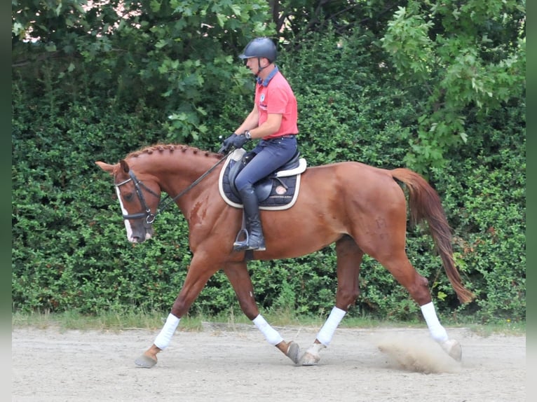 Mecklenburg Castrone 6 Anni 175 cm Sauro in Schattendorf