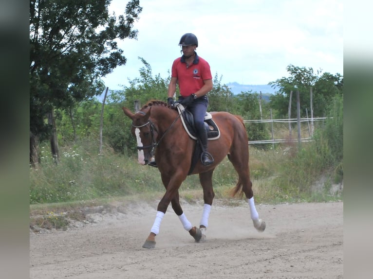 Mecklenburg Castrone 6 Anni 175 cm Sauro in Schattendorf